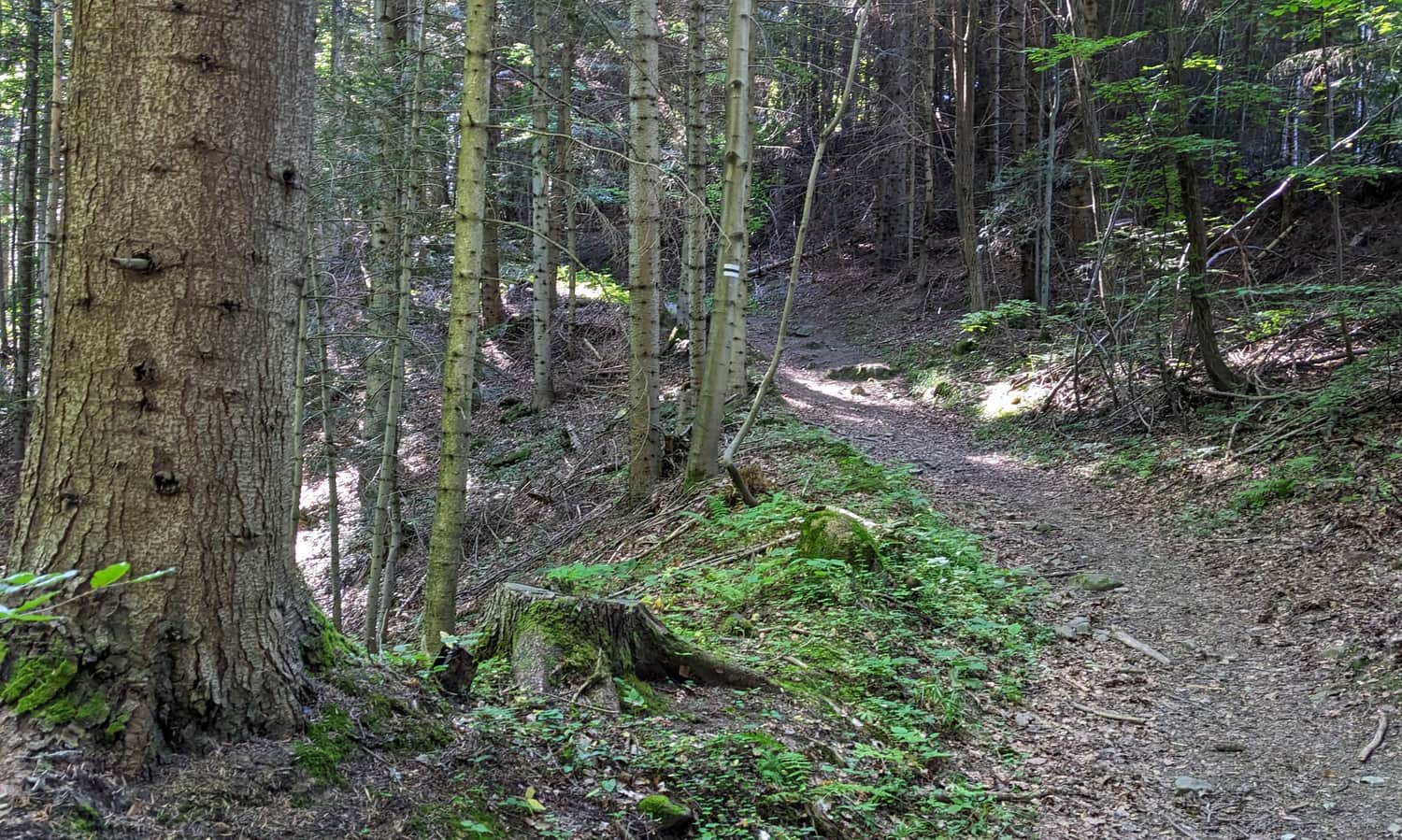Black trail from Szczawa to Gorc – forest path to Nowa Polana