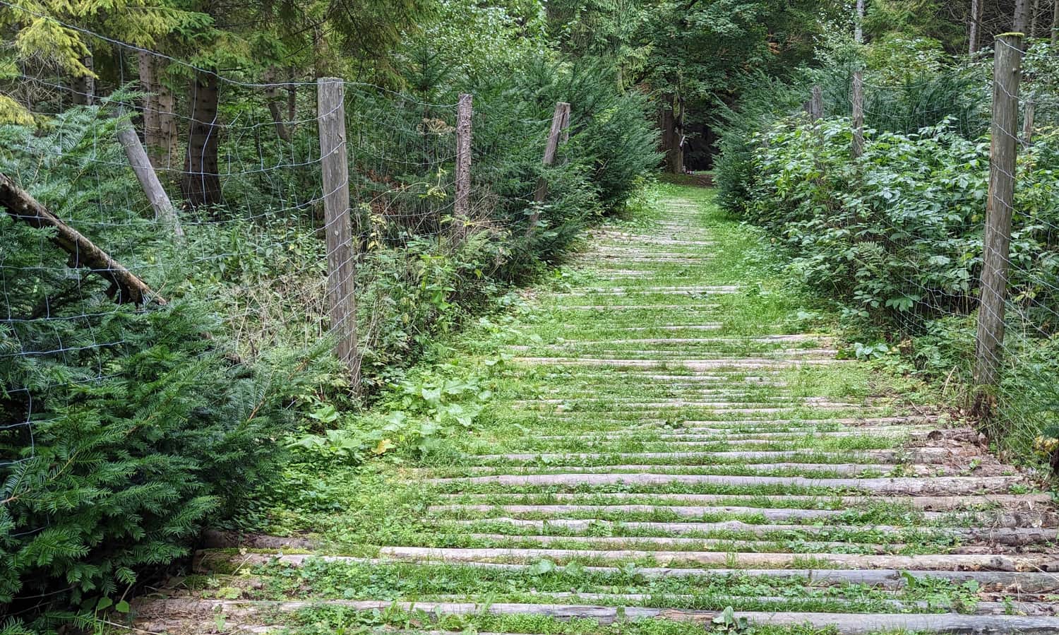 Brenzberg, droga z polany do miejsca upamiętnienia ofiar