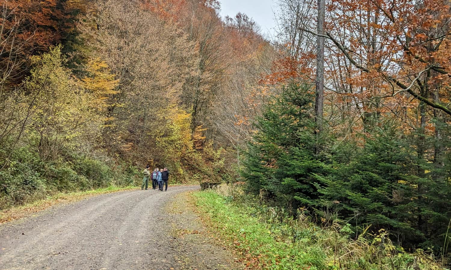 Leśna droga do wodospadu Szepit, Zatwarnica