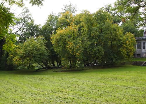 Kasztanowce - pomnik przyrody