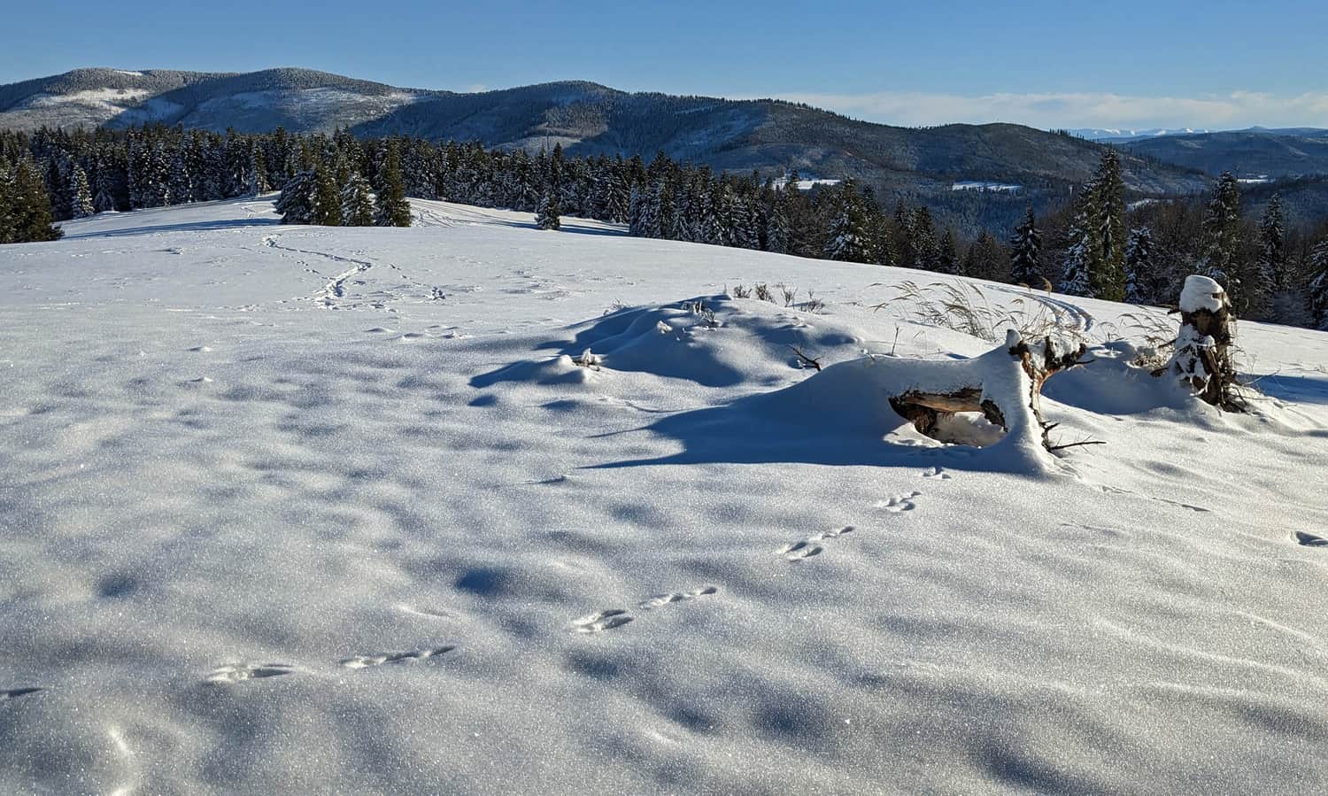 Łąki pod szczytem Prusowa: po prawej zaśnieżone Niżne Tatry
