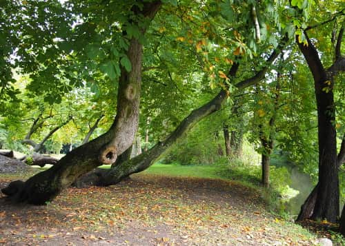 Kasztanowce - pomnik przyrody