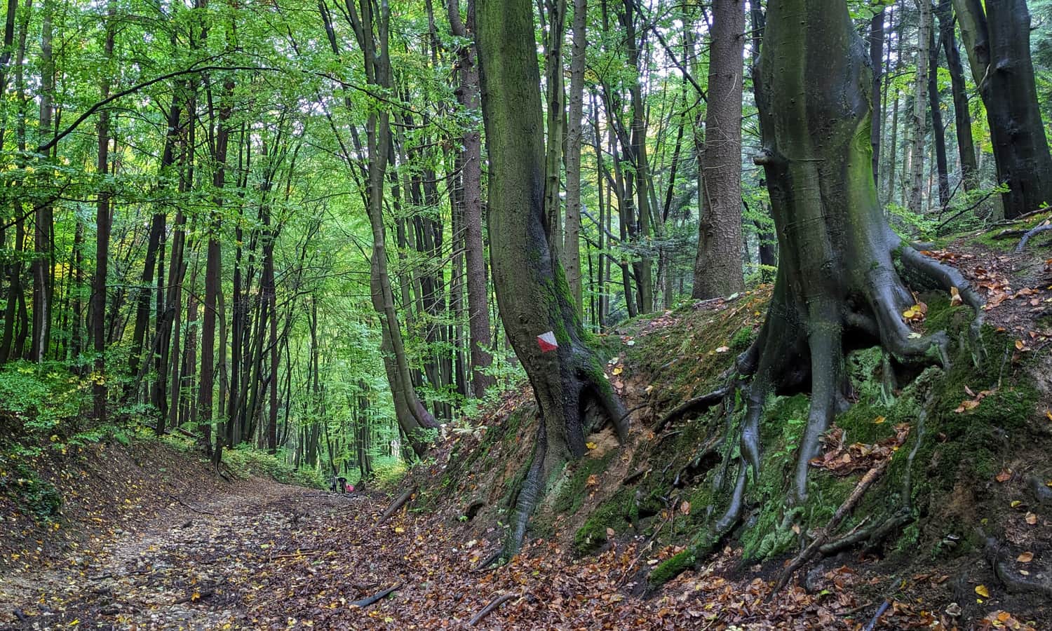 Ze Smardzowic do centrum Ojcowa: ścieżka przyrodniczo-historyczna