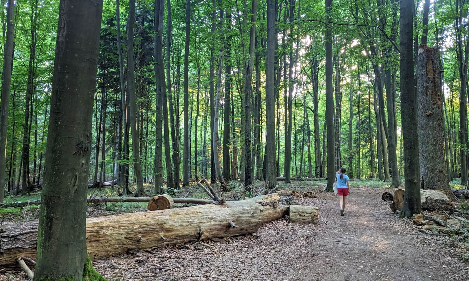 Bukowa Góra - obszar ochrony ścisłej, Roztoczański Park Narodowy
