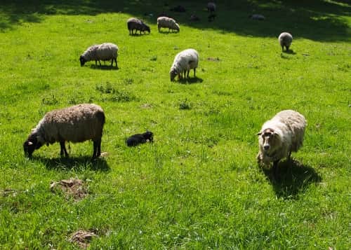 Okoliczne stada owiec