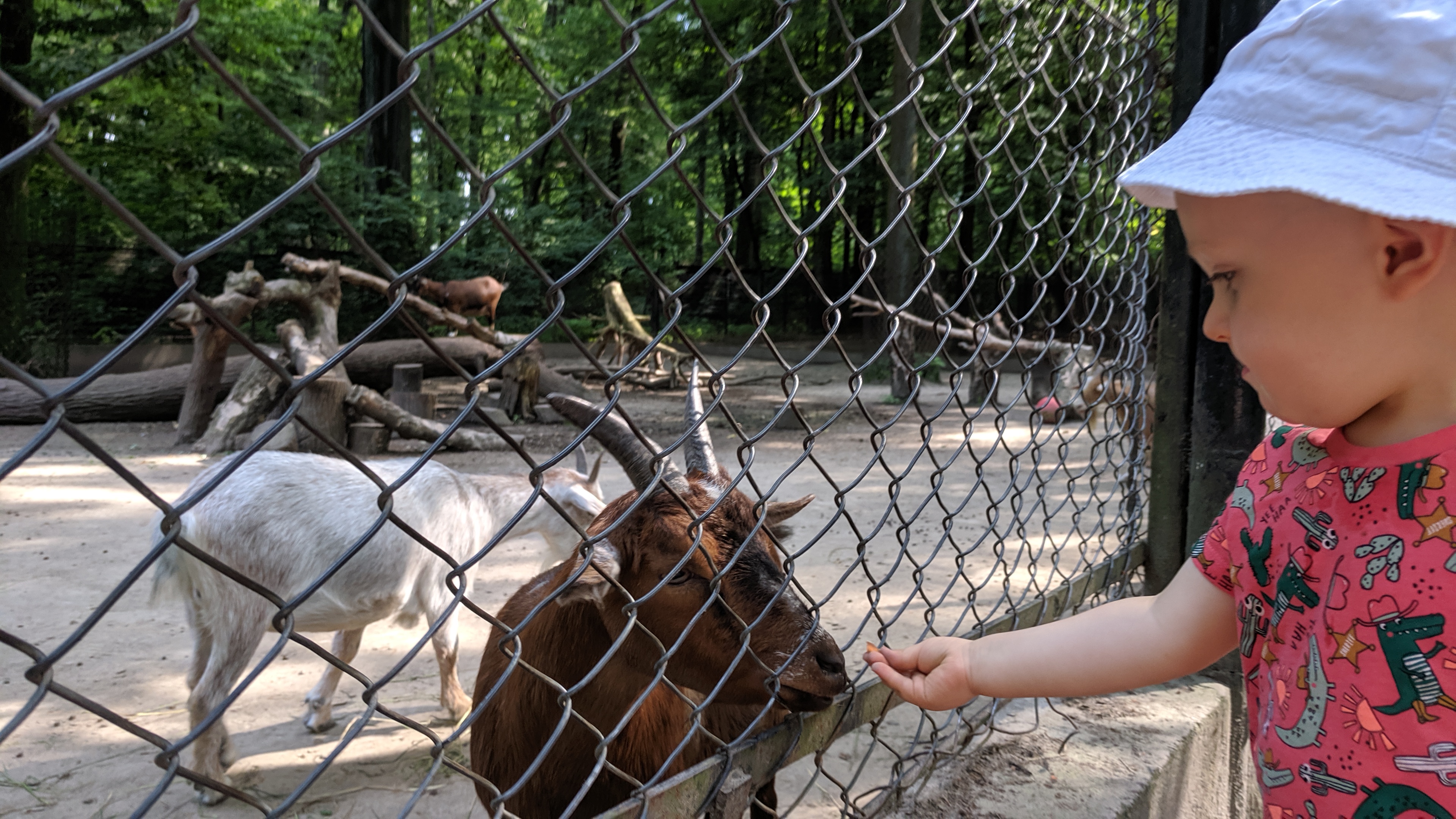 Mini-zoo. Krakowski Ogród Zoologiczny