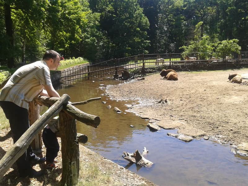 Zebry w otoczeniu ptactwa wodnego