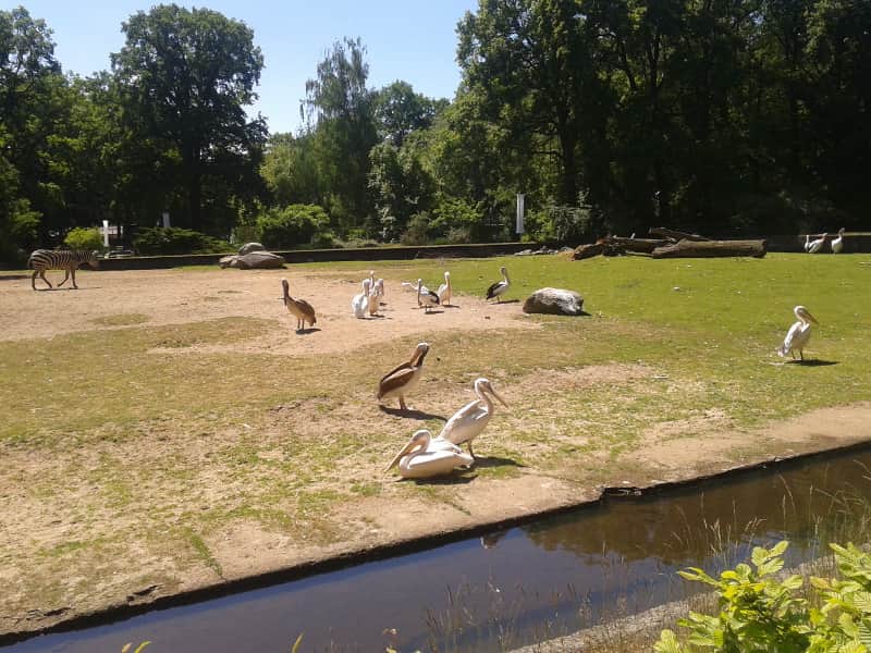 Małpy robią małpie figle