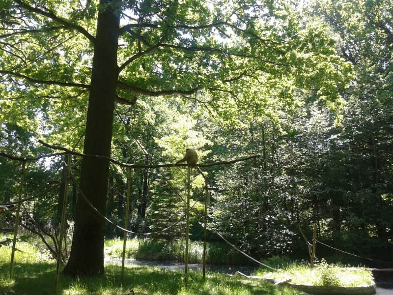 Jeżozwierze praktycznie na wyciągnięcie ręki, ale uważajcie, bo kłują!