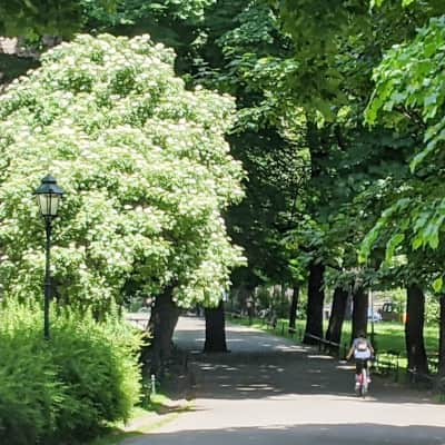 Planty - park surrounding the Old Town