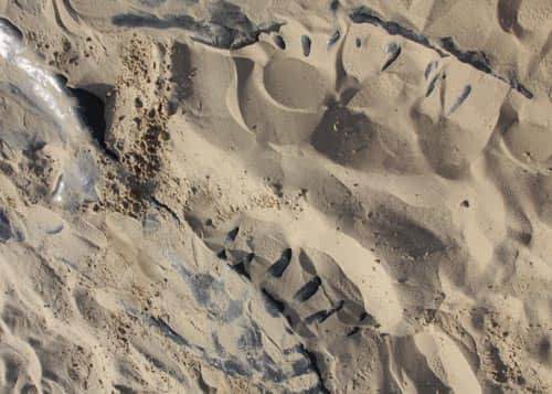 zabawa w paleontologa