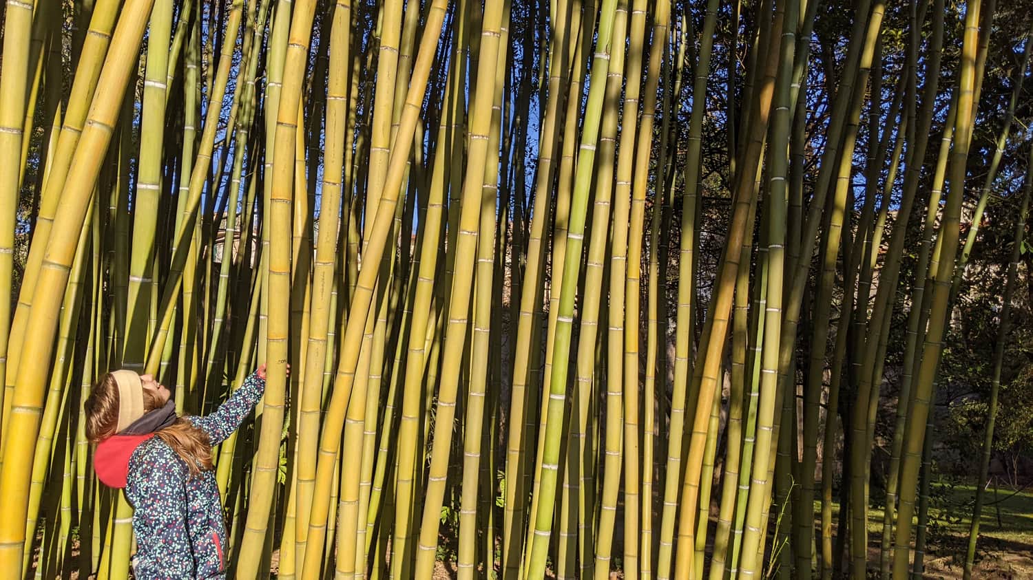 Bamboo, Botanical Garden in Pisa