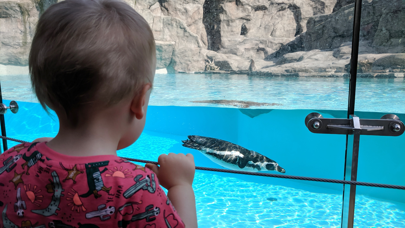 Pingwiny w krakowskim zoo