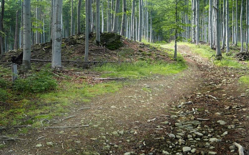 Blue trail to Jałowiec from Zawoja Wełcza - on the ridge