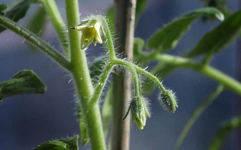 Niepozorne, ale jakże piękne kwiaty pomidorów!