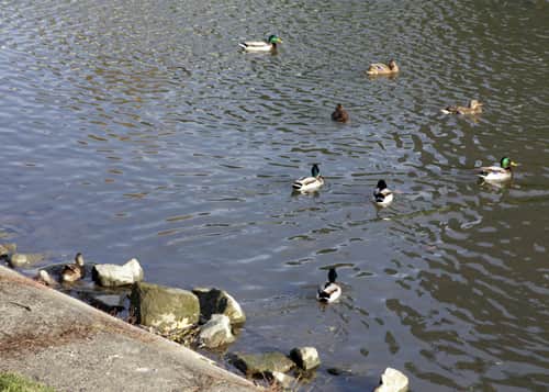 kaczki nad Wisłokiem