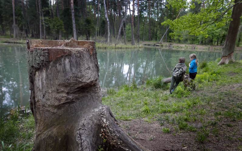 Czarny Staw - traces of beavers