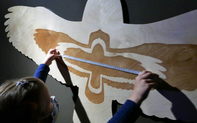 CEE Symbiosis: measuring the wingspan of owls