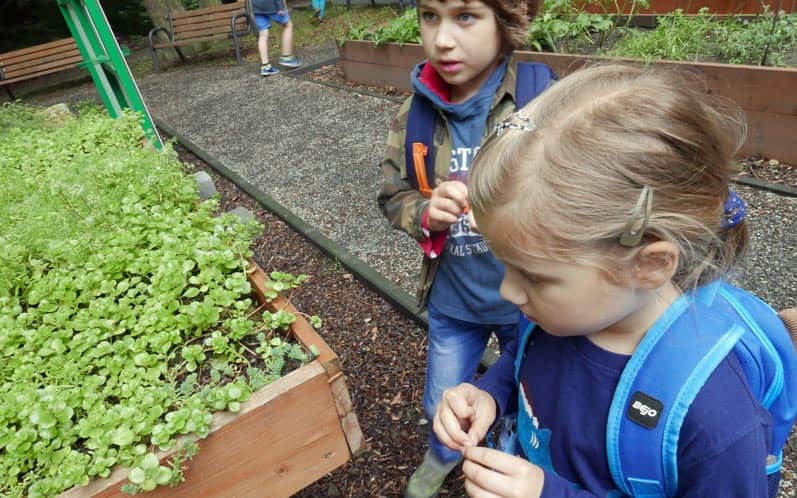 CEE Symbiosis: model of the "green roof"