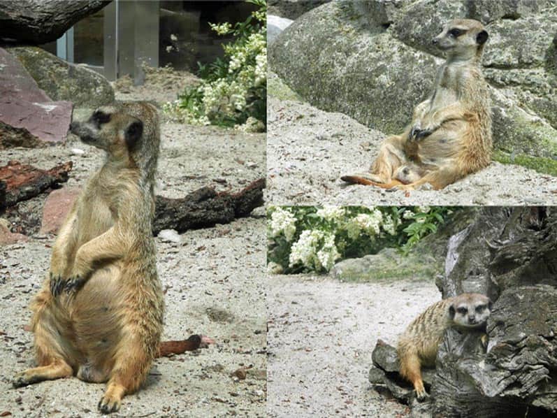 Krakowski Ogród Zoologiczny