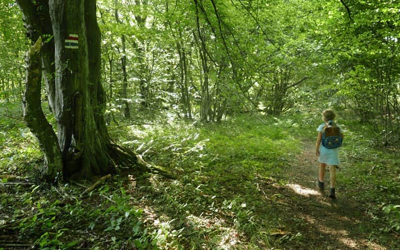 Szlak graniczny z przełęczy Beskid - wejście do lasu