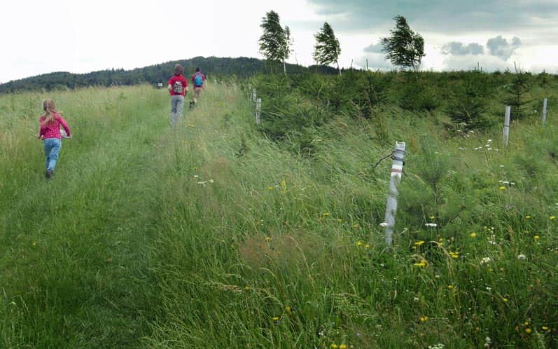Trail to Łysa Góra: meadows on the ridge