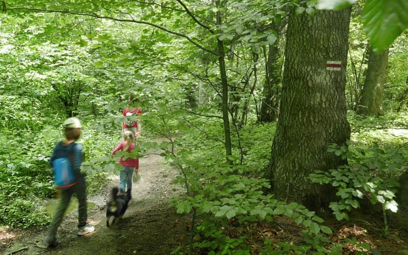 Trail to Łysa Góra: forest path