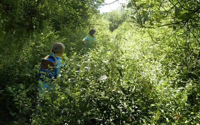 Nasze "ulubione" pokrzywy...