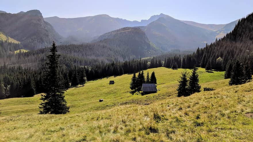 Sheep grazing at Kalatówki Meadow