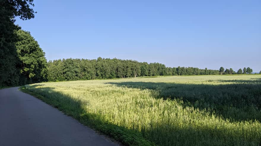 Lipie Forest - meadows