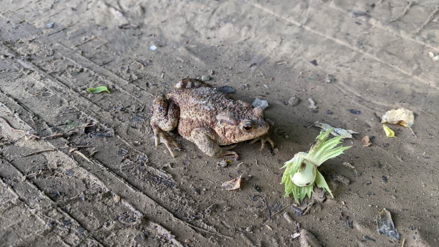 Będkowska Valley - a toad encountered along the way :)
