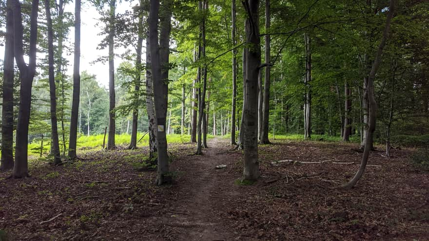 Rezerwat Skała Kmity - ścieżka leśna w rezerwacie