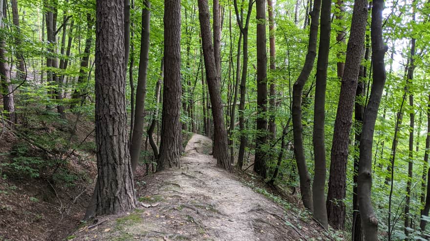 Forest path in the Skała Kmity Reserve