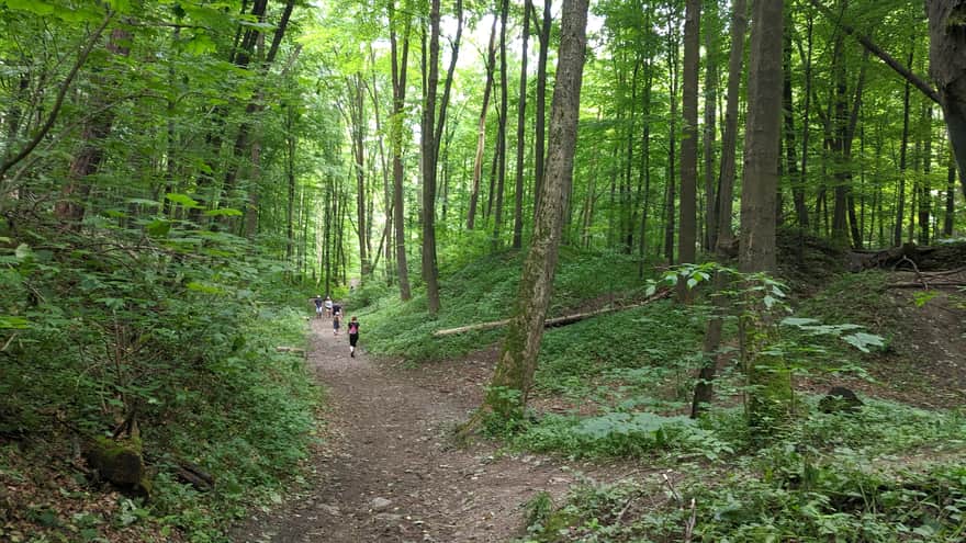 Dolina Racławki - ścieżka w lesie