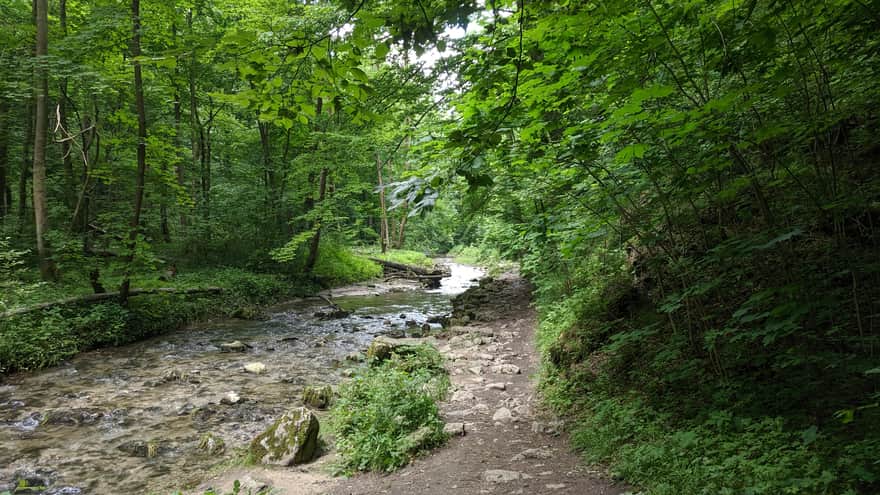 Dolina Racławki latem - potok Racławka i końcowy, kamienisty odcinek szlaku