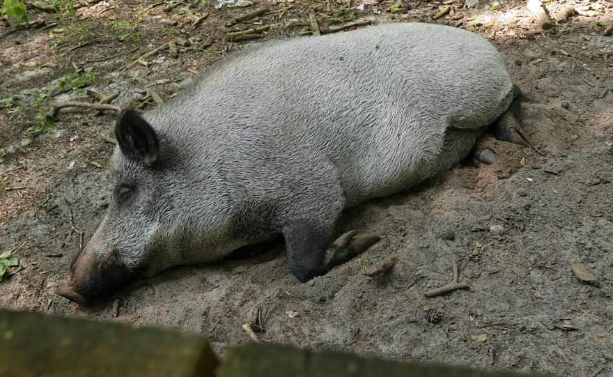 Zagroda Żubrów w Międzyzdrojach