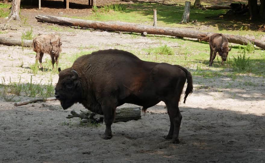 Bison Enclosure in Międzyzdroje, Wolin National Park.