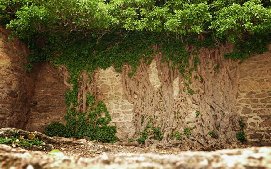 Chojnik Castle - ivy
