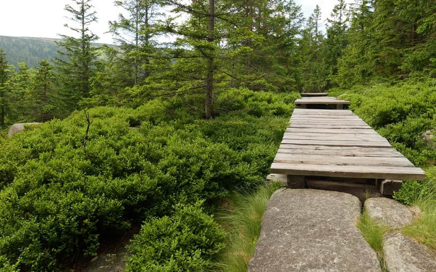 Coral Path - wooden walkways