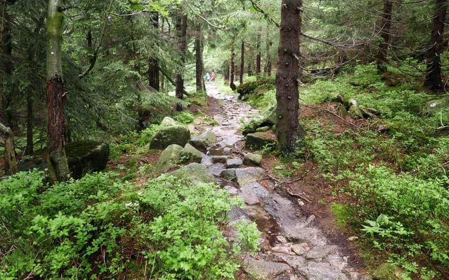 Black trail from Pod Łabski Szczyt Shelter to Jagniątkowo