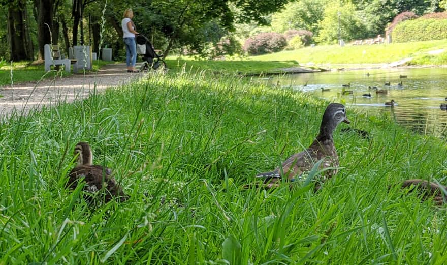 Ducks in Arkadia Park