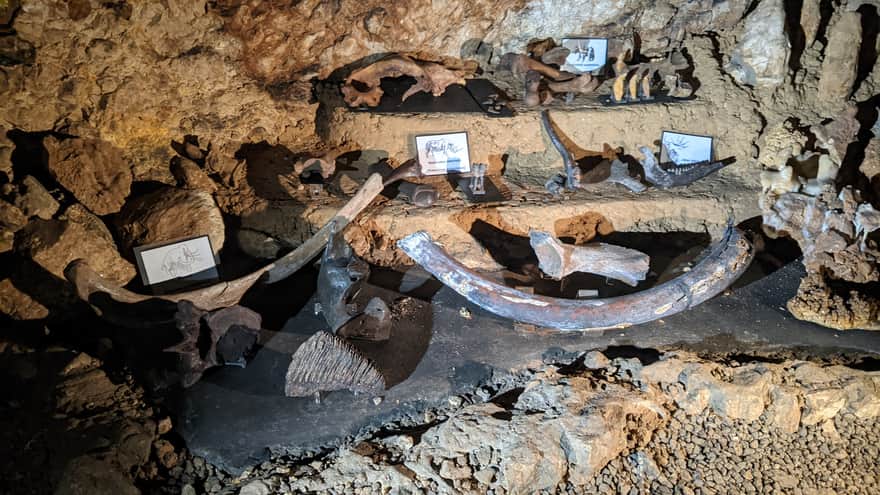 Jaskinia Wierzchowska - szczątki zwierząt