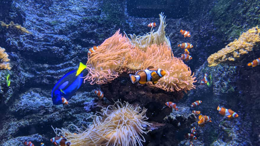 Doris i Nemo wśród ukwiałów - akwarium Zoo Warszawa