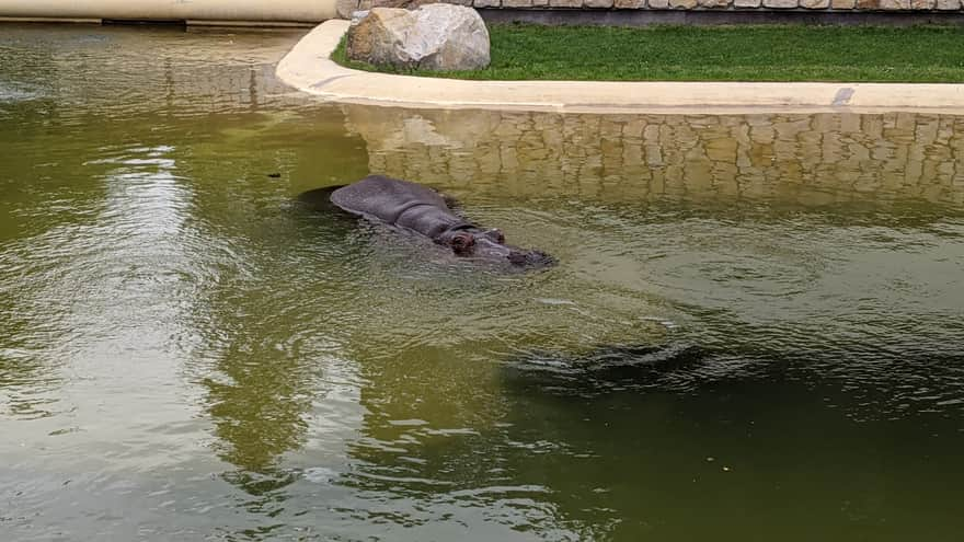 Hipopotam Zoo Warszawa