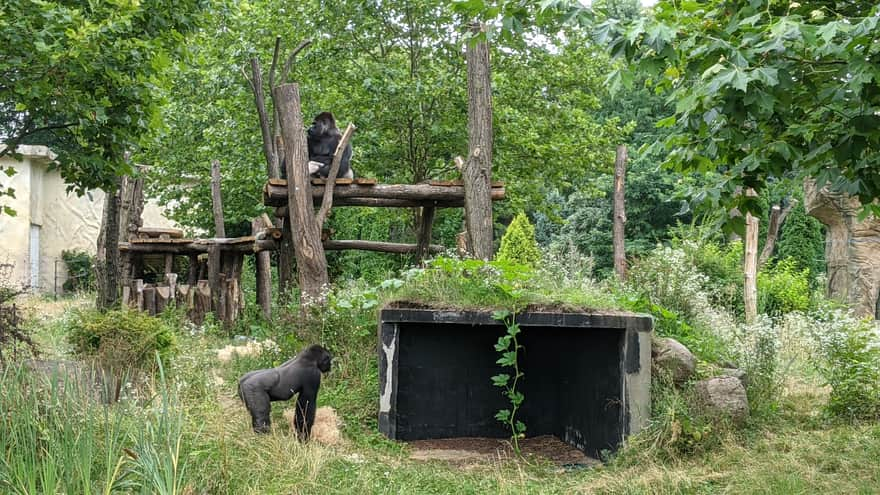 Goryle Zoo Warszawa