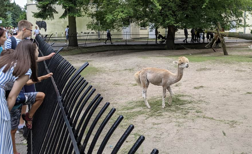 Alpaca Warsaw Zoo