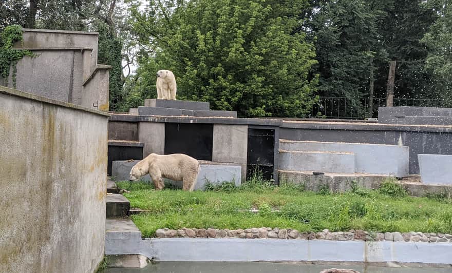 Niedźwiedzie polarne Zoo Warszawa
