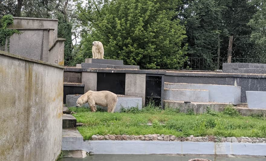 Polar Bears Warsaw Zoo