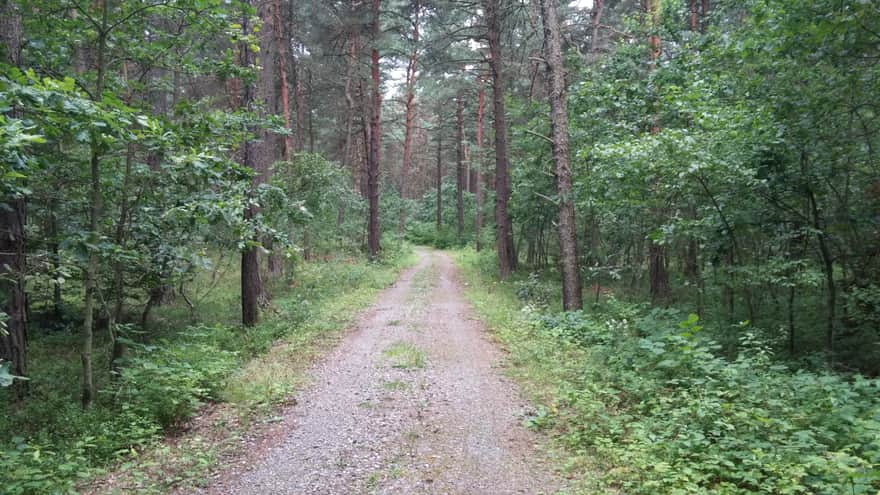 Leśna droga prowadząca do ruin zamku w Rabsztynie