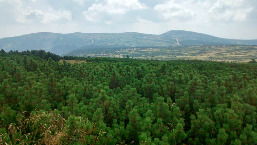 Widok ze Szrenicy